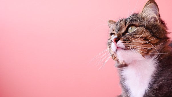 【2月の誕生石】クリソベリル・キャッツアイは猫が好きな人におすすめのジュエリー